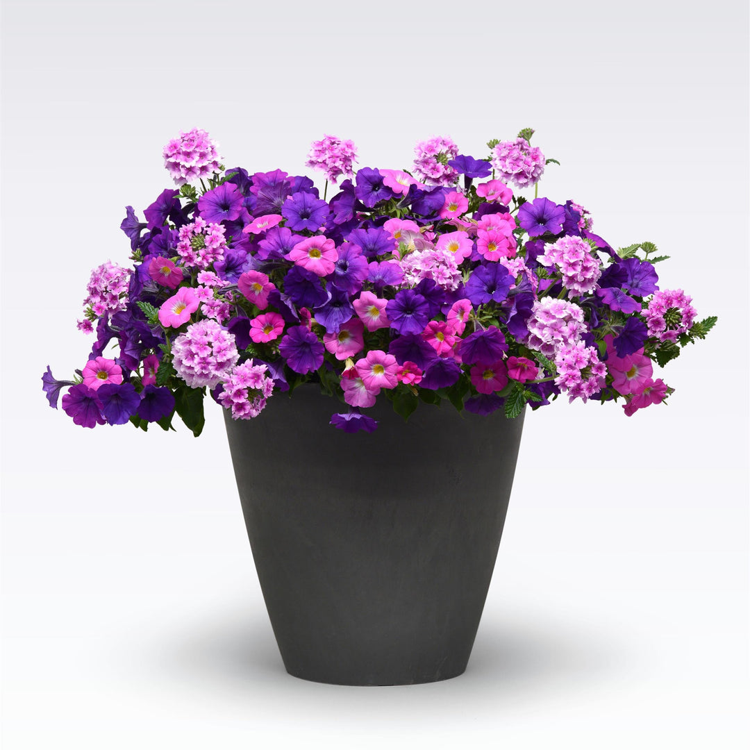 King's Greenhouse ~ MixMasters™ Big Flirt Gardens To Go Container-ServeScape