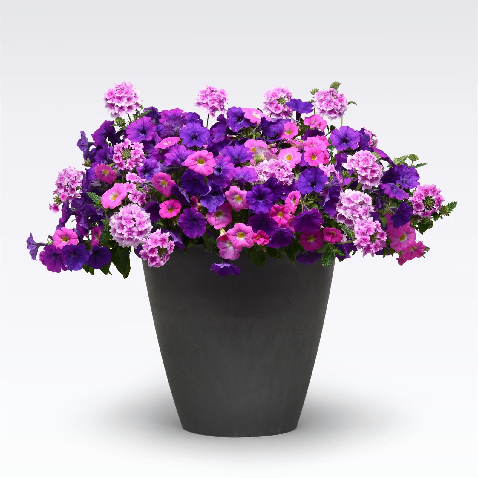 King's Greenhouse ~ MixMasters™ Big Flirt Gardens To Go Container-ServeScape