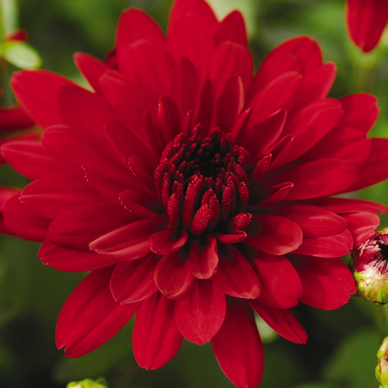 Chrysanthemum x morifolium 'Zanmufive' ~ Five Alarm Red Mum-ServeScape