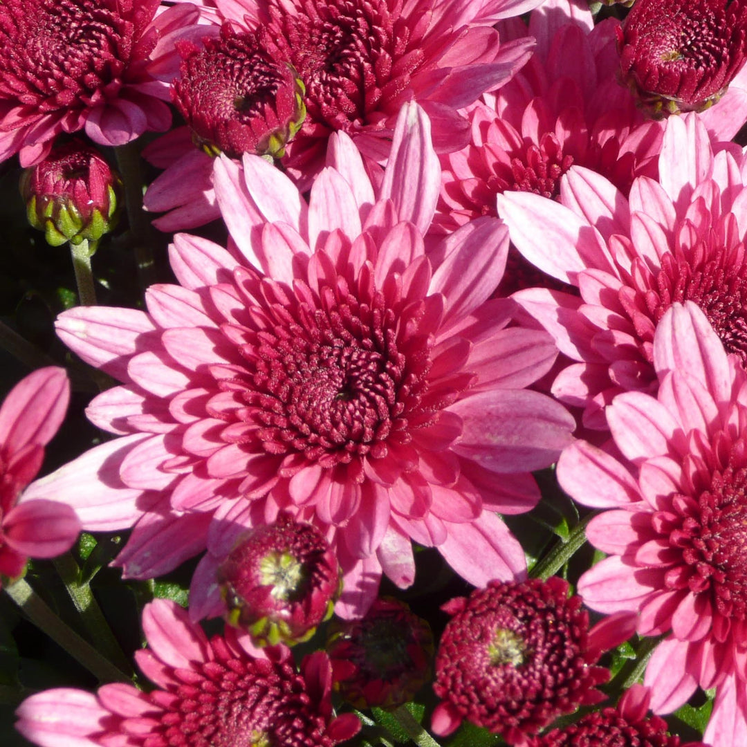 Chrysanthemum x morifolium 'Zanmuaval' ~ Avalon Pink Mum-ServeScape