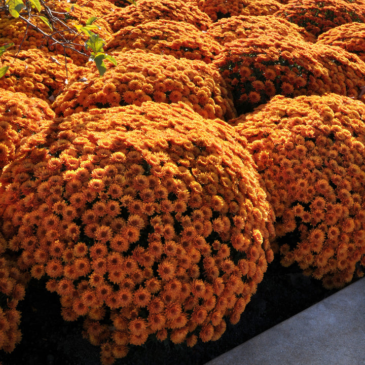 Chrysanthemum x morifolium 'Zanmusunset' ~ Sunset Orange Mum-ServeScape