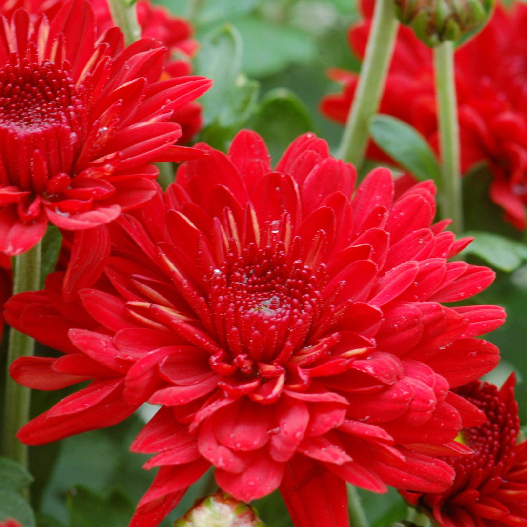 Chrysanthemum x morifolium 'Zanmuradiant' ~ Radiant Red Mum-ServeScape