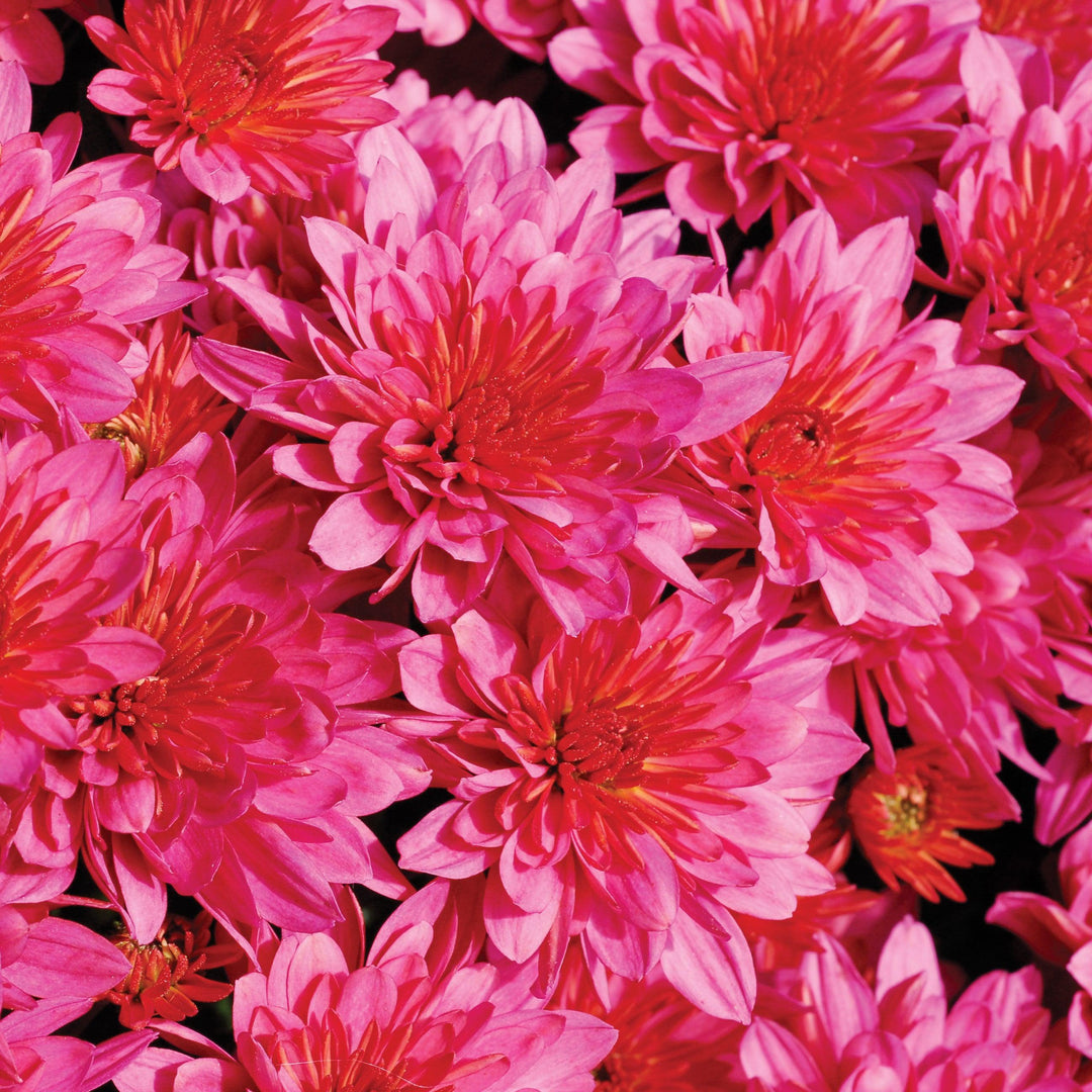 Chrysanthemum x morifolium 'CIFZ0028' ~ Pink Frenzy Mum-ServeScape