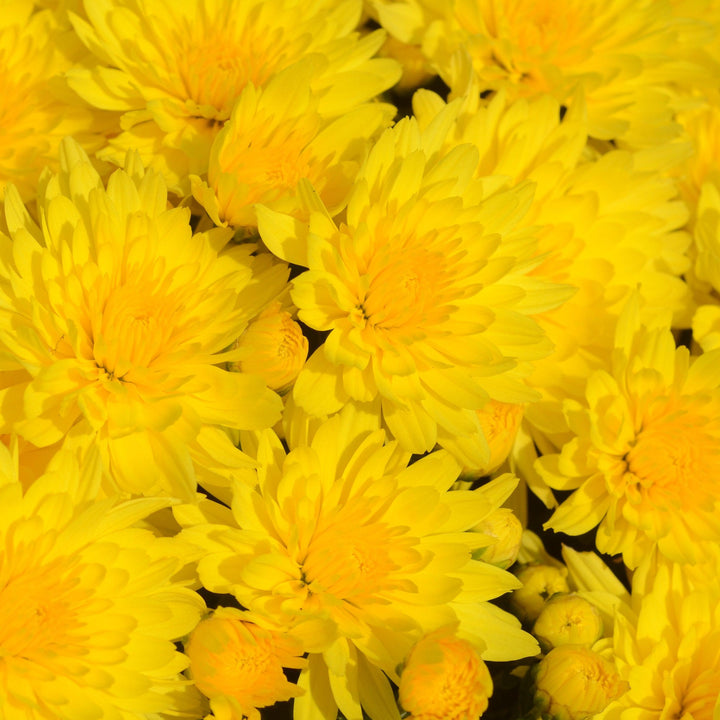 Chrysanthemum x morifolium 'Honeyblush Yellow' ~ Honeyblush Yellow Mum-ServeScape