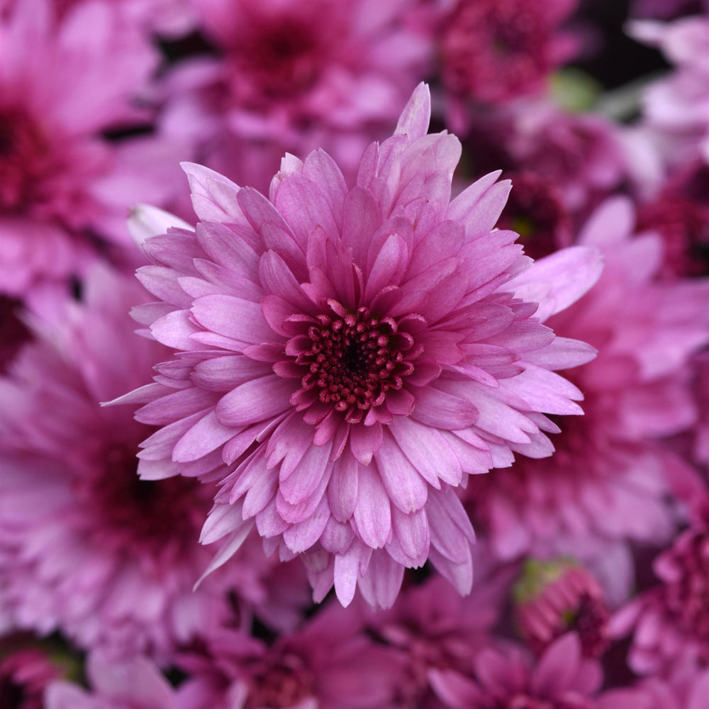 Chrysanthemum x morifolium 'Carousel Pink' ~ Carousel Pink Mum-ServeScape