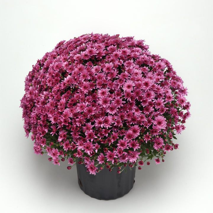 Chrysanthemum x morifolium 'Carousel Pink' ~ Carousel Pink Mum-ServeScape