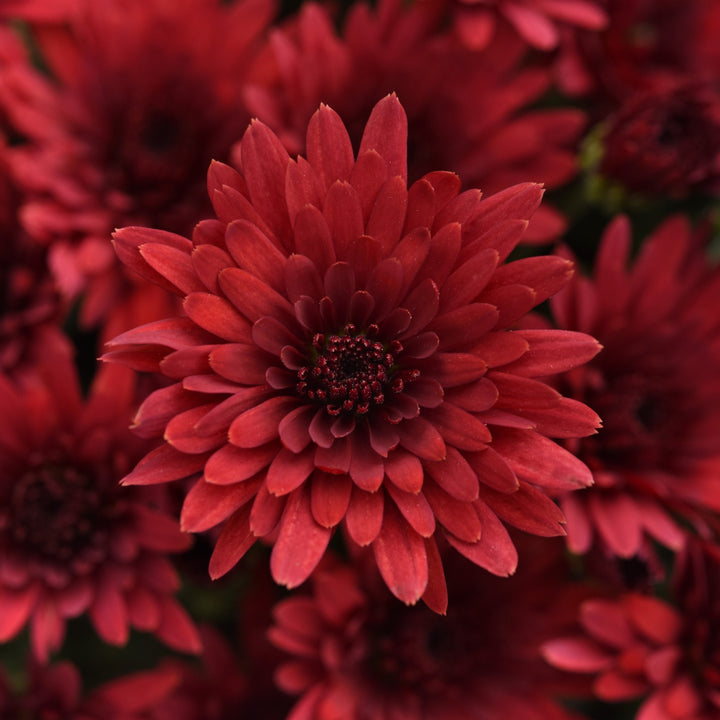 Chrysanthemum x morifolium 'Cosmic Fireball Red' ~ Cosmic Fireball Red Mum-ServeScape