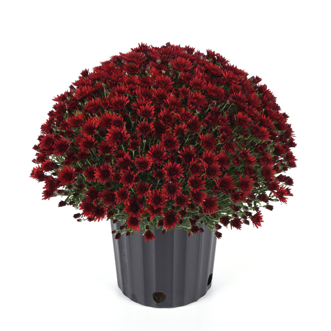 Chrysanthemum x morifolium 'Cosmic Fireball Red' ~ Cosmic Fireball Red Mum-ServeScape