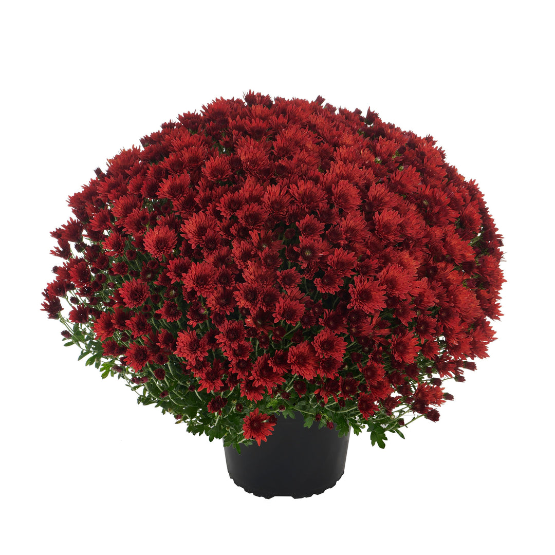 Chrysanthemum x morifolium 'Cosmic Fireball Red' ~ Cosmic Fireball Red Mum-ServeScape