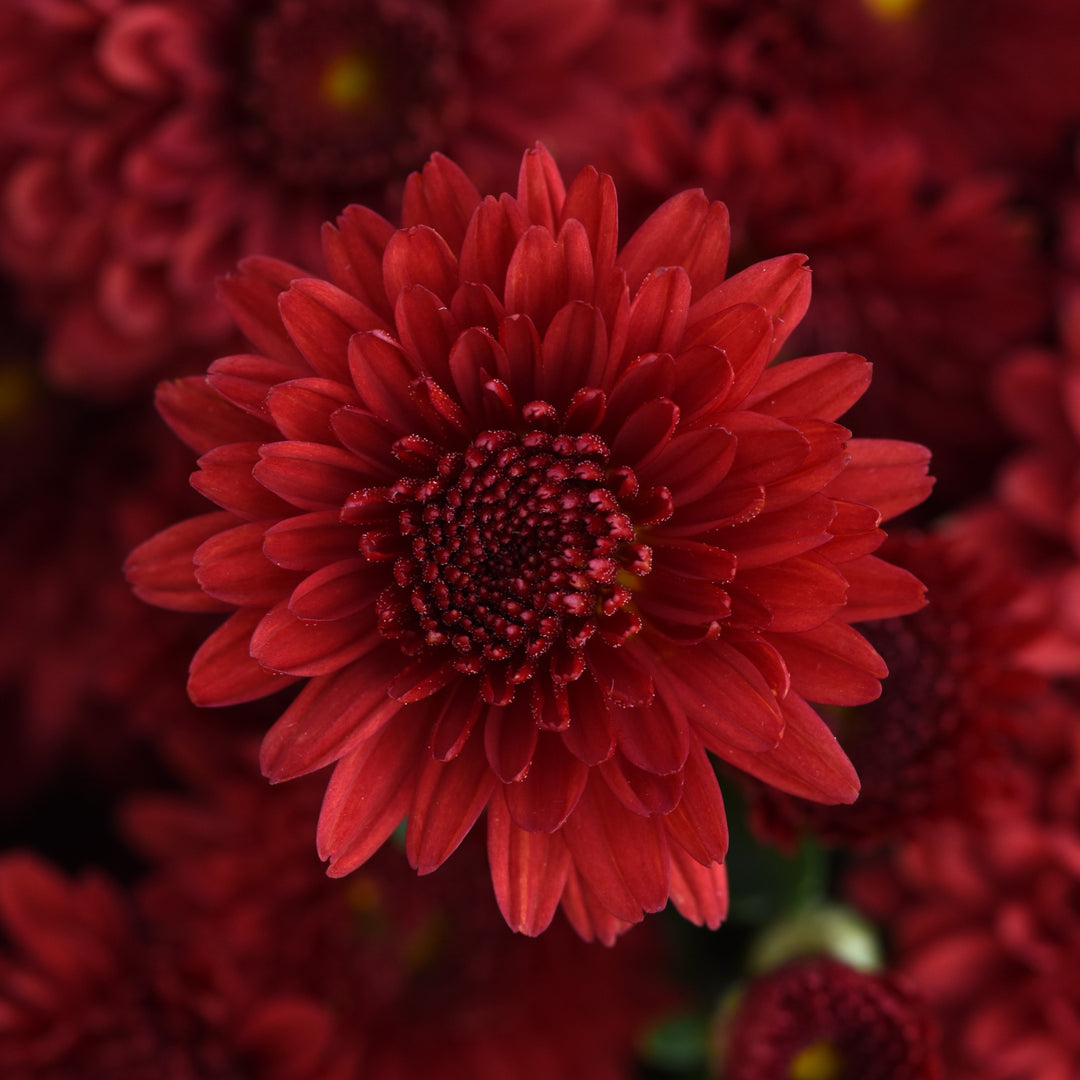 Chrysanthemum x morifolium 'Eternal Red' ~ Eternal Red Mum-ServeScape