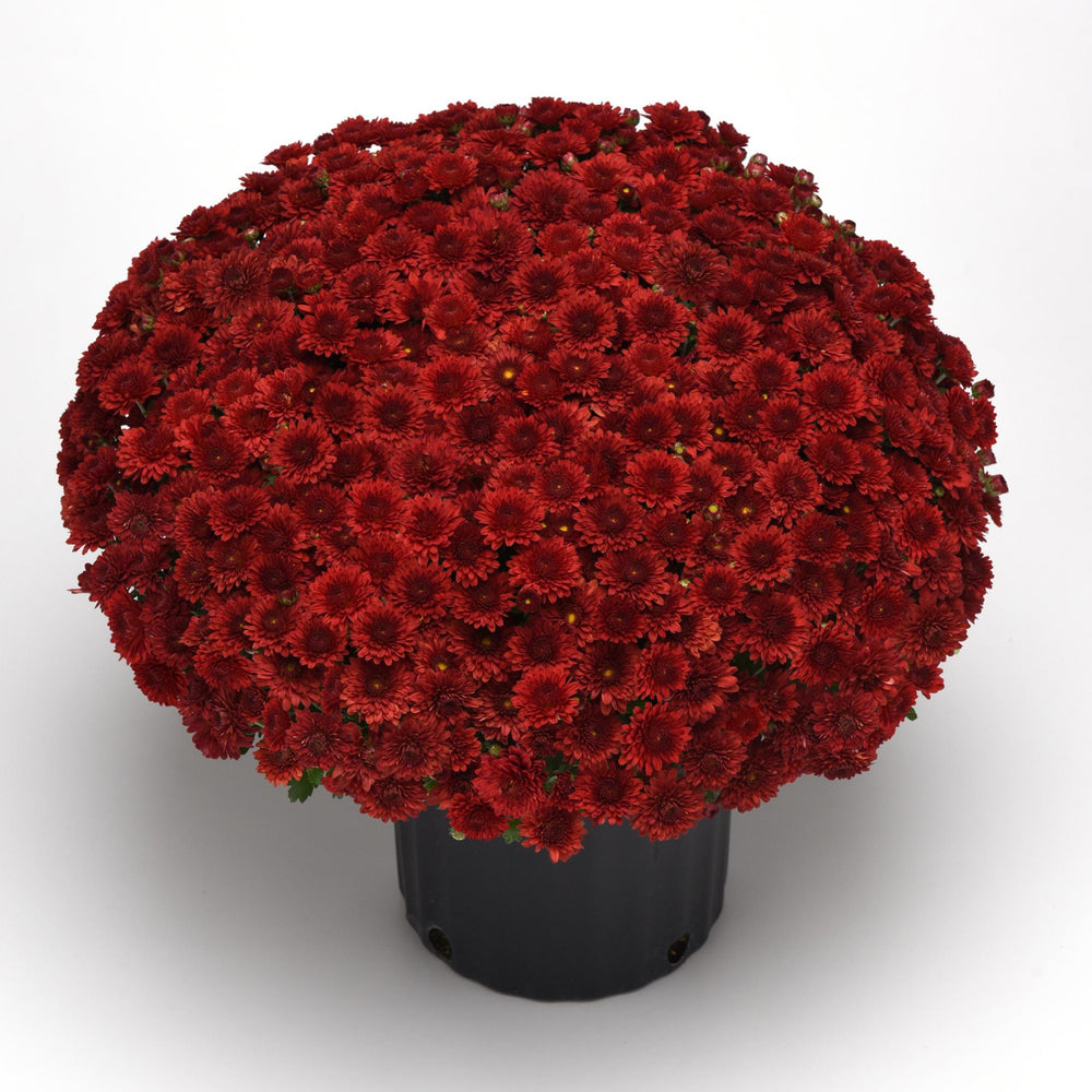 Chrysanthemum x morifolium 'Eternal Red' ~ Eternal Red Mum-ServeScape