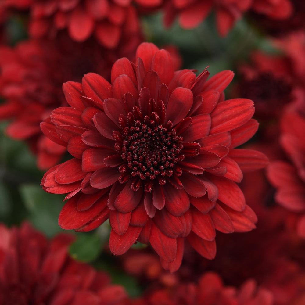 Chrysanthemum x morifolium 'Zanmufive' ~ Five Alarm Red Mum-ServeScape