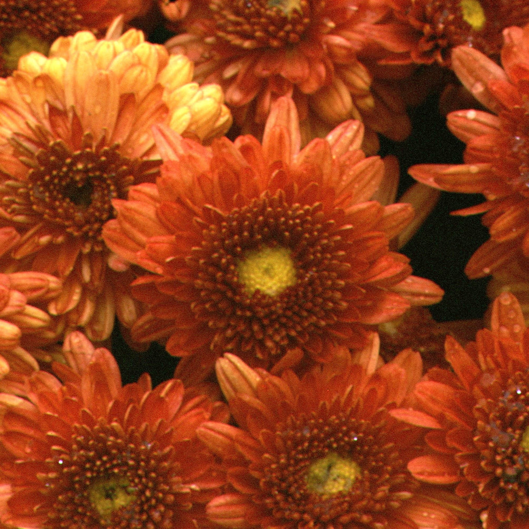 Dendranthema 'Warm Igloo' ~ Warm Igloo Garden Mum-ServeScape