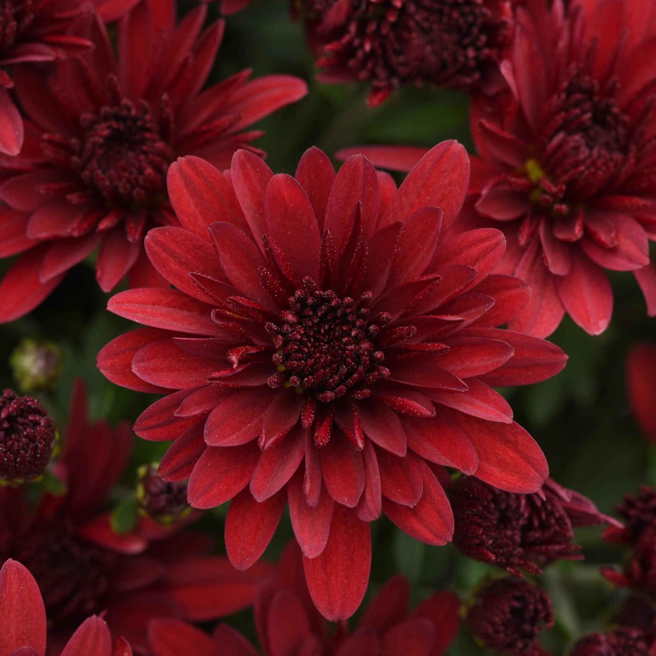 Red Rover Mums Chrysanthemum x morifolium 'Roaring Red' ~ Roaring Red Mum – ServeScape
