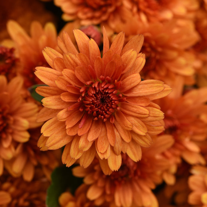 Chrysanthemum x morifolium 'Zanmusunset' ~ Sunset Orange Mum-ServeScape