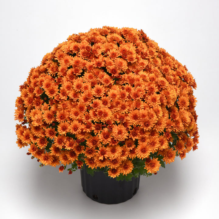 Chrysanthemum x morifolium 'Zanmusunset' ~ Sunset Orange Mum-ServeScape