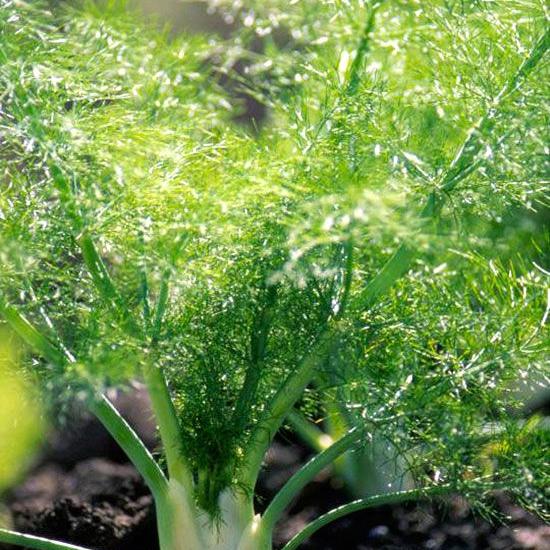 Foeniculum vulgare var. dulce ~ Sweet fennel-ServeScape