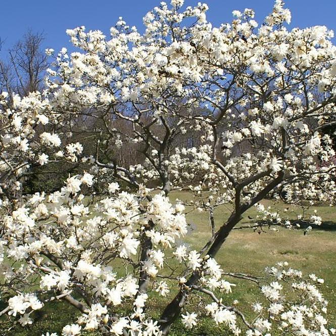 Magnolia stellata 'Royal Star' ~ Royal Star Magnolia - Delivered By ServeScape