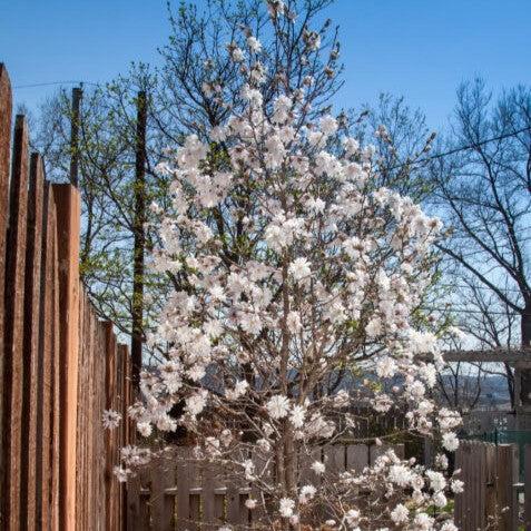Magnolia stellata 'Centennial Blush' ~ Centennial Blush Star Magnolia-ServeScape