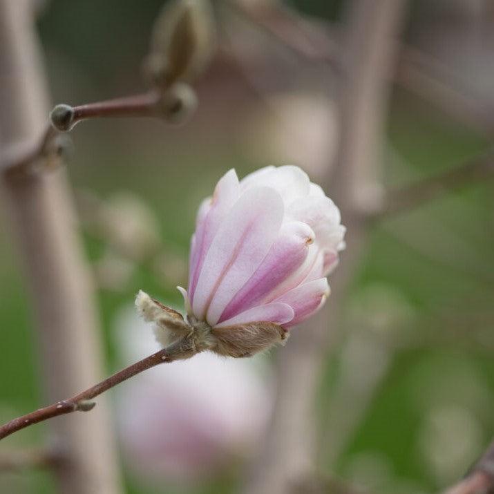 Magnolia stellata 'Centennial Blush' ~ Centennial Blush Star Magnolia-ServeScape