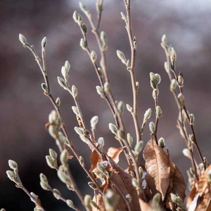 Magnolia stellata 'Centennial Blush' ~ Centennial Blush Star Magnolia-ServeScape