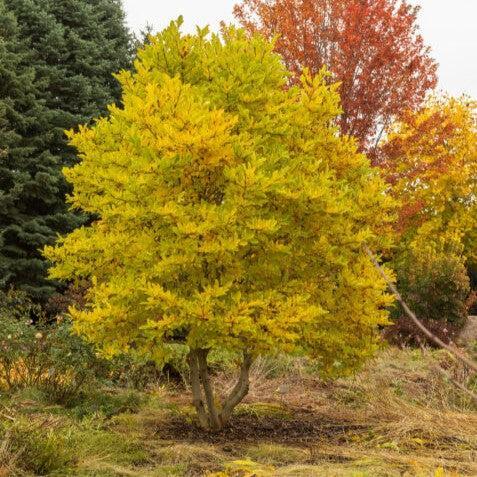 Magnolia stellata 'Centennial Blush' ~ Centennial Blush Star Magnolia-ServeScape