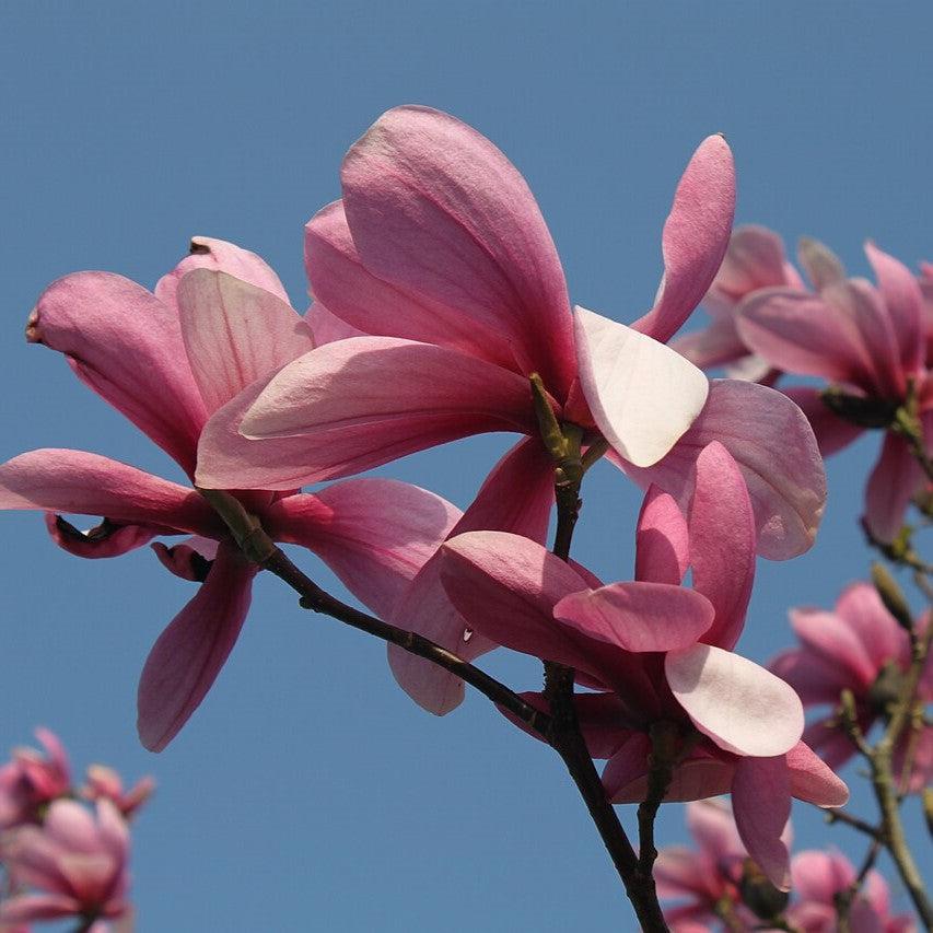 Magnolia x 'Galaxy' ~ Galaxy Magnolia-ServeScape