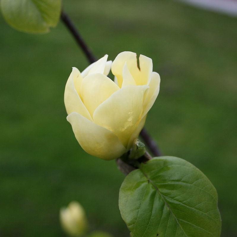 Magnolia x brooklynensis ‘Lois’ ~ Lois Magnolia-ServeScape
