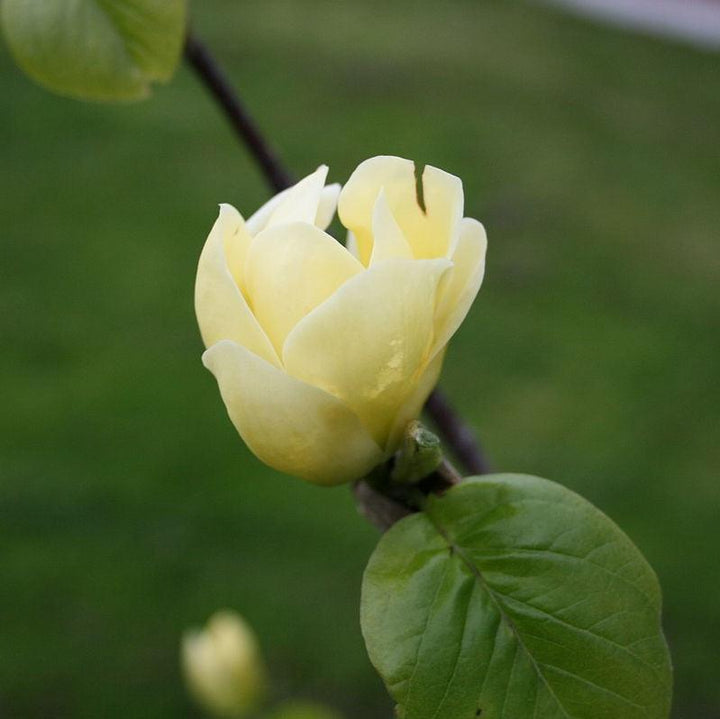Magnolia x brooklynensis ‘Lois’ ~ Lois Magnolia-ServeScape