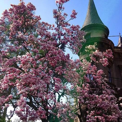 Magnolia x soulangeana 'Alexandrina' ~ Alexandrina Saucer Magnolia-ServeScape