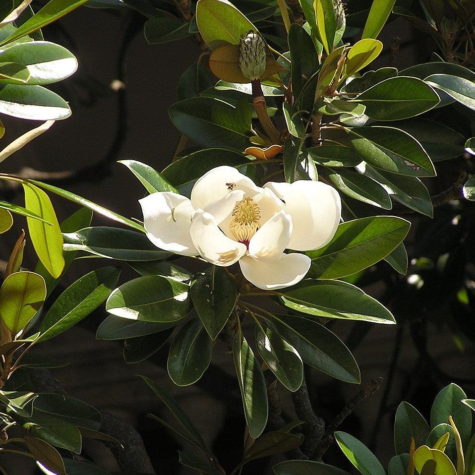 Magnolia grandiflora ~ Southern Magnolia-ServeScape