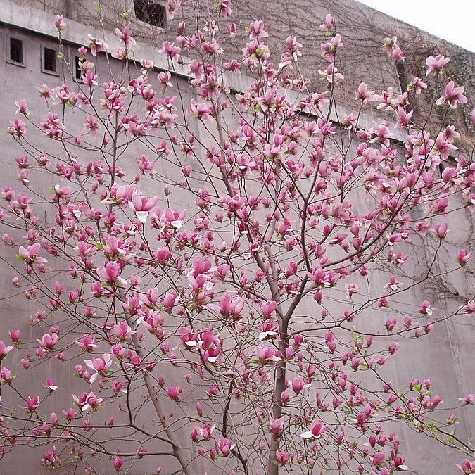 Magnolia liliiflora ~ Japanese Magnolia-ServeScape