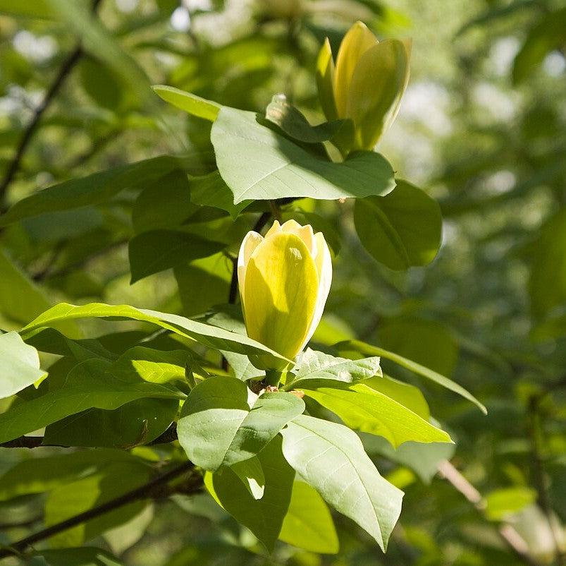 Magnolia x brooklynensis ‘Lois’ ~ Lois Magnolia-ServeScape