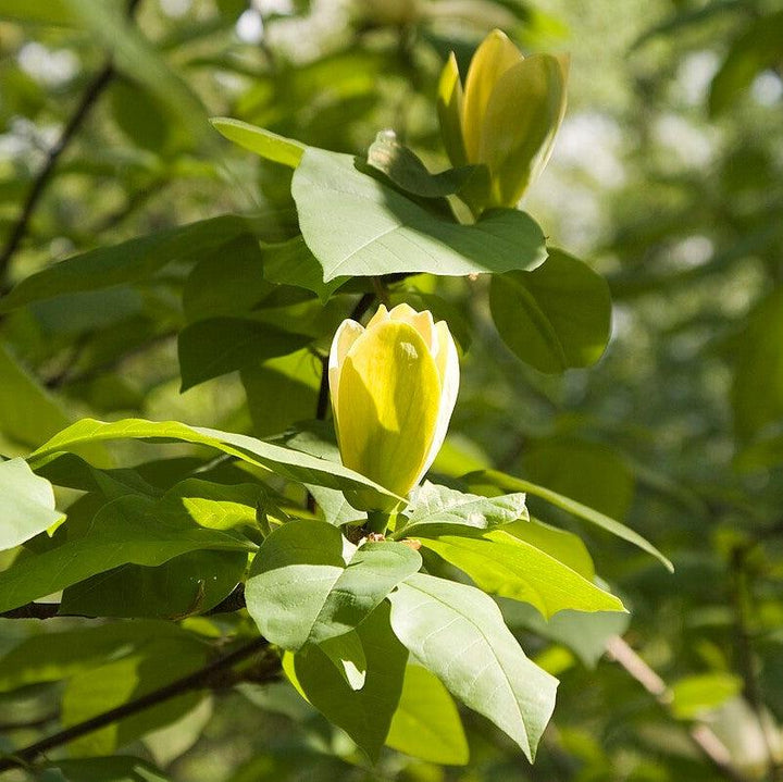 Magnolia x brooklynensis ‘Lois’ ~ Lois Magnolia-ServeScape