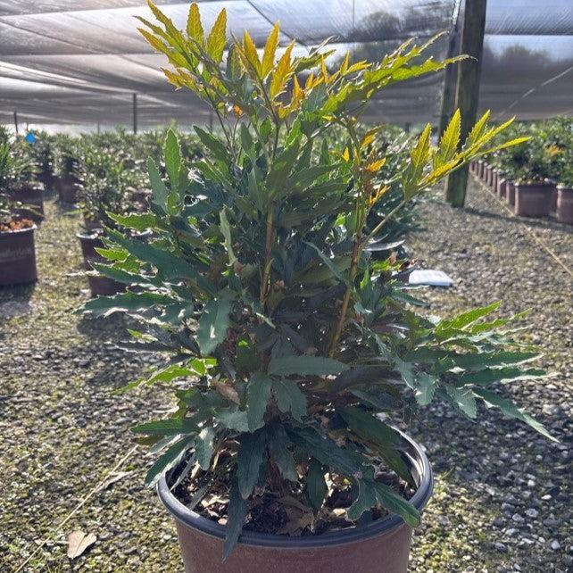 Mahonia 'Beijing Beauty' ~ Beijing Beauty Mahonia-ServeScape