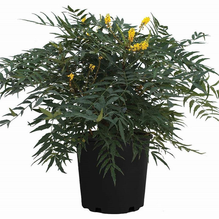 Mahonia 'NCMH1' PP 34,442 ~ Funky Flow™ Mahonia-ServeScape