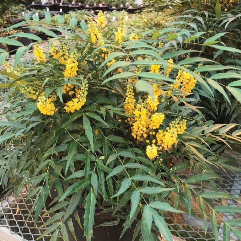 Mahonia 'NCMH1' PP 34,442 ~ Funky Flow™ Mahonia-ServeScape