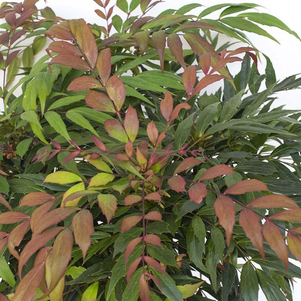 Mahonia 'NCMH2' PP 34,443 ~ Groovy Glow™ Mahonia-ServeScape