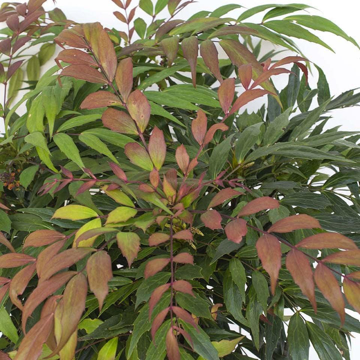 Mahonia 'NCMH2' PP 34,443 ~ Groovy Glow™ Mahonia-ServeScape