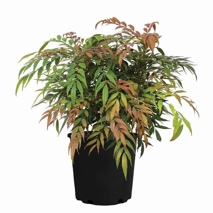Mahonia 'NCMH2' PP 34,443 ~ Groovy Glow™ Mahonia-ServeScape