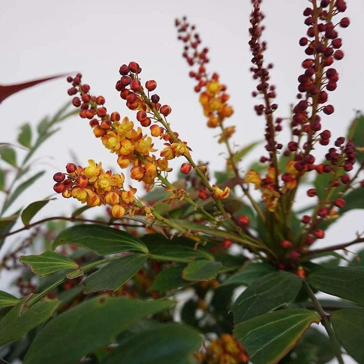 Mahonia 'NCMH2' PP 34,443 ~ Groovy Glow™ Mahonia-ServeScape