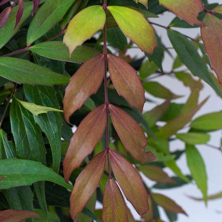 Mahonia 'NCMH2' PP 34,443 ~ Groovy Glow™ Mahonia-ServeScape