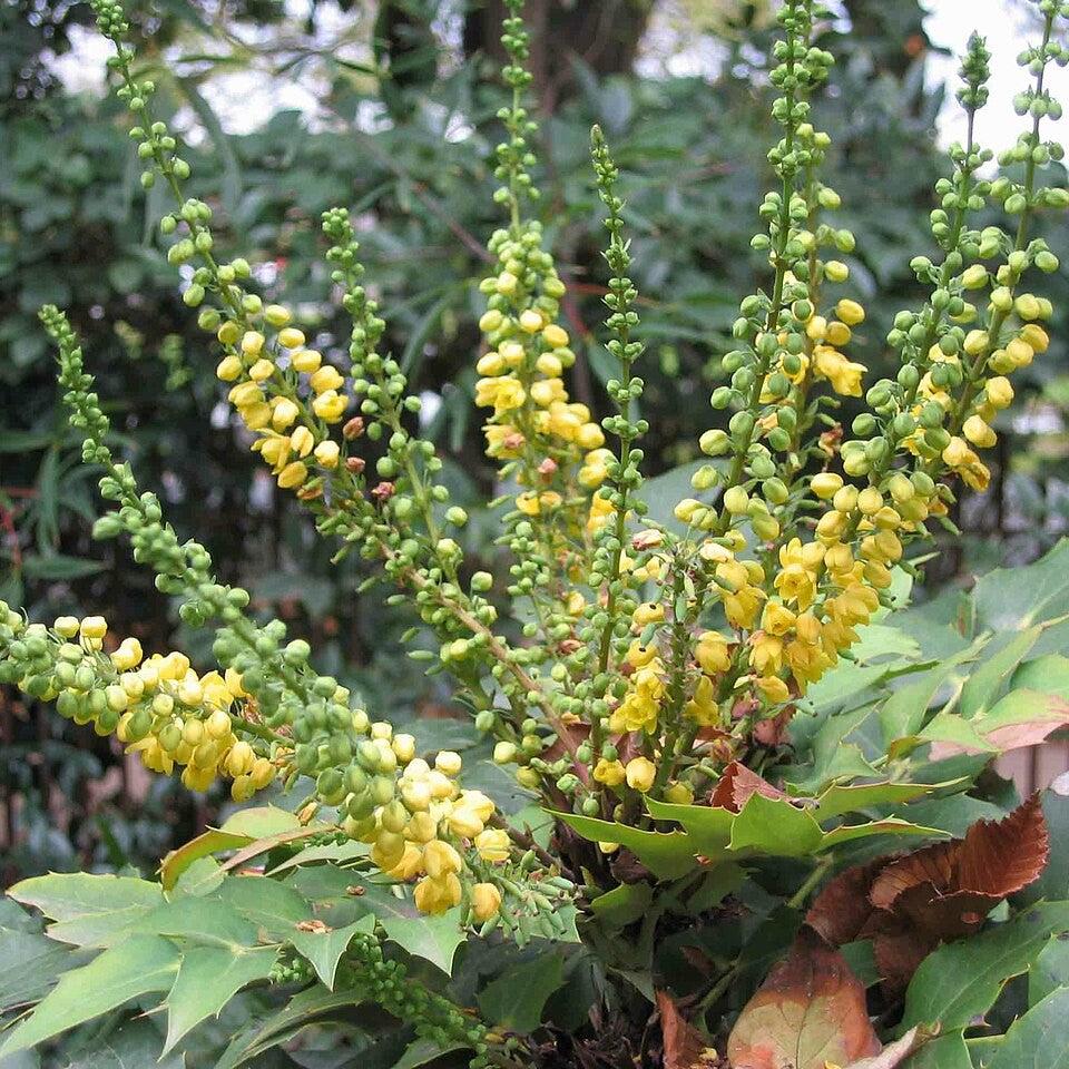 Mahonia bealei ~ Leatherleaf Mahonia-ServeScape
