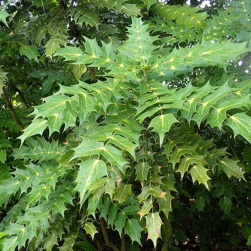 Mahonia bealei ~ Leatherleaf Mahonia-ServeScape