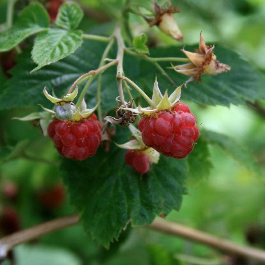 Rubus idaeus ~ Raspberry-ServeScape