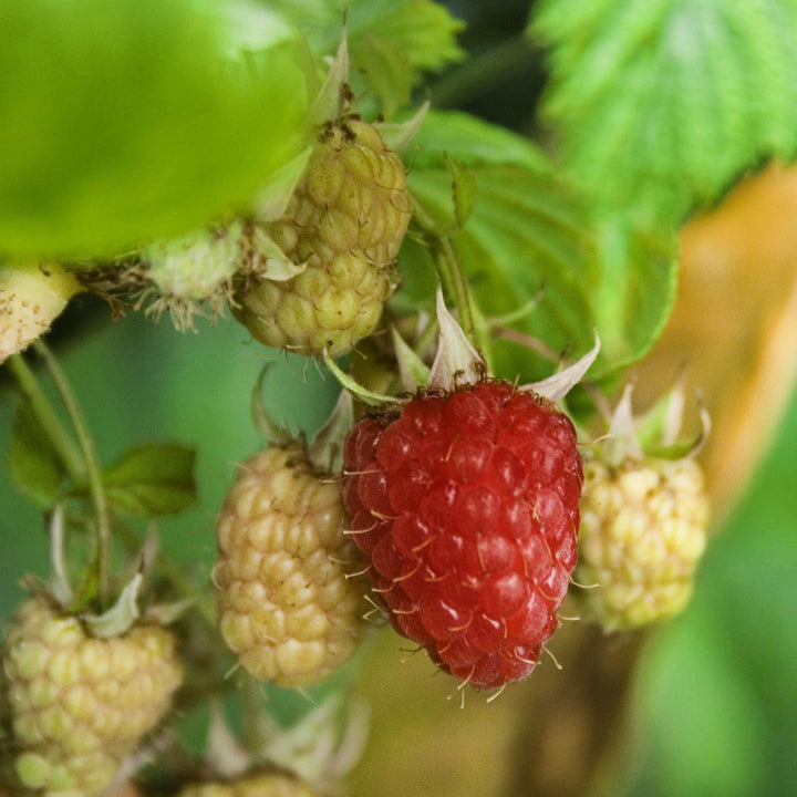 Rubus idaeus 'Encore' ~ Encore Raspberry-ServeScape