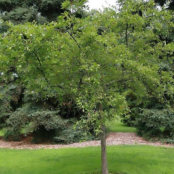 Malus 'Red Jade' ~ Red Jade Weeping Crabapple-ServeScape