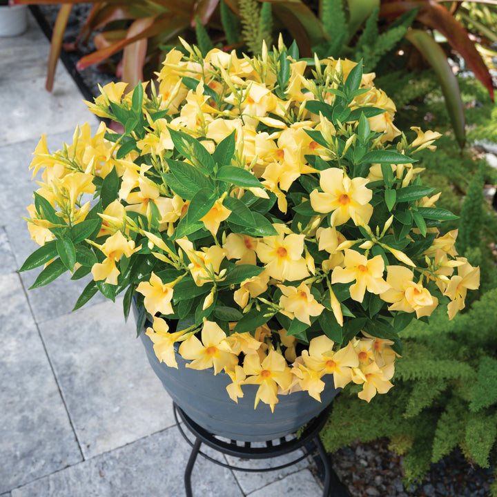 Mandevilla x 'Sunbeam' ~ Sun Parasol® Sunbeam Mandevilla-ServeScape