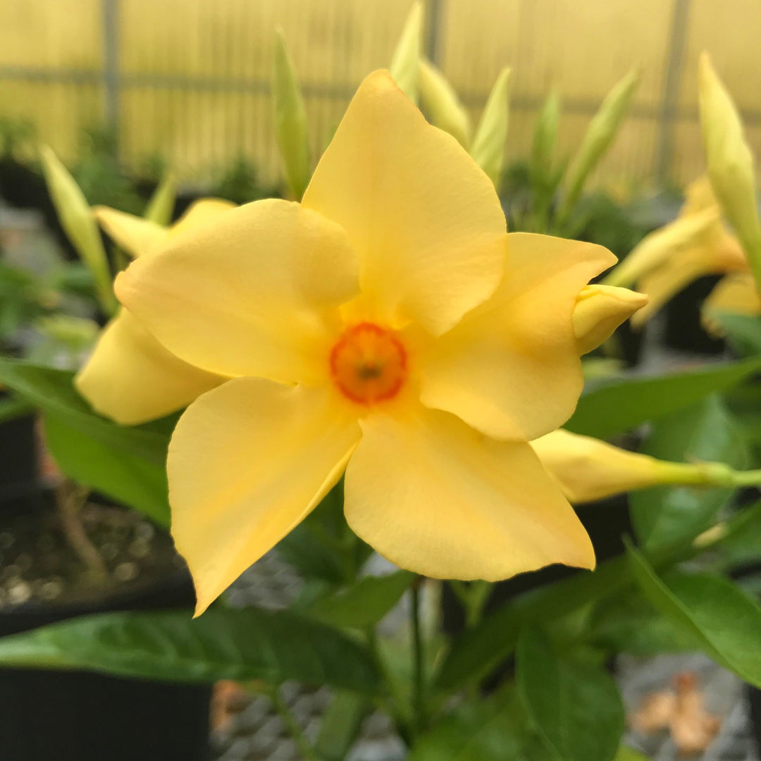 Mandevilla x 'Sunbeam' ~ Sun Parasol® Sunbeam Mandevilla-ServeScape