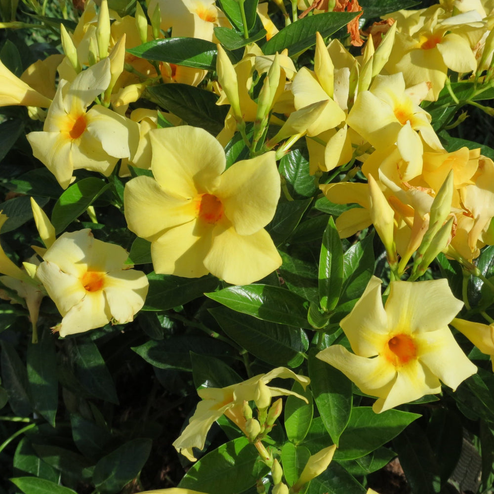 Mandevilla x 'Sunbeam' ~ Sun Parasol® Sunbeam Mandevilla-ServeScape